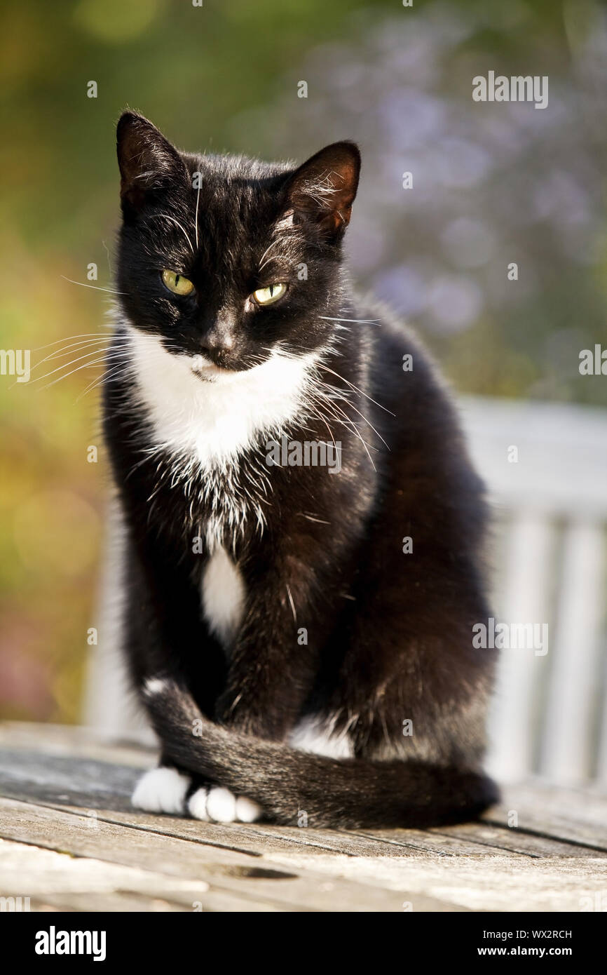 Hauskatze, Hauskatze (Felis silvestris f. catus), schwarz-weiße Katze sitzt auf einem Tisch Stockfoto