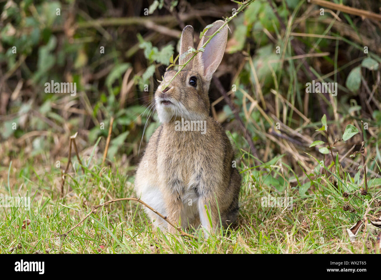 Kaninchen (Oryctolagus canniculus) grau braun Fell mit Unterseite weiß oder hellgrau lange Ohren und kleinen Wattestäbchen Schwanz. Großen, dunklen Augen lange hintere Beine. Stockfoto