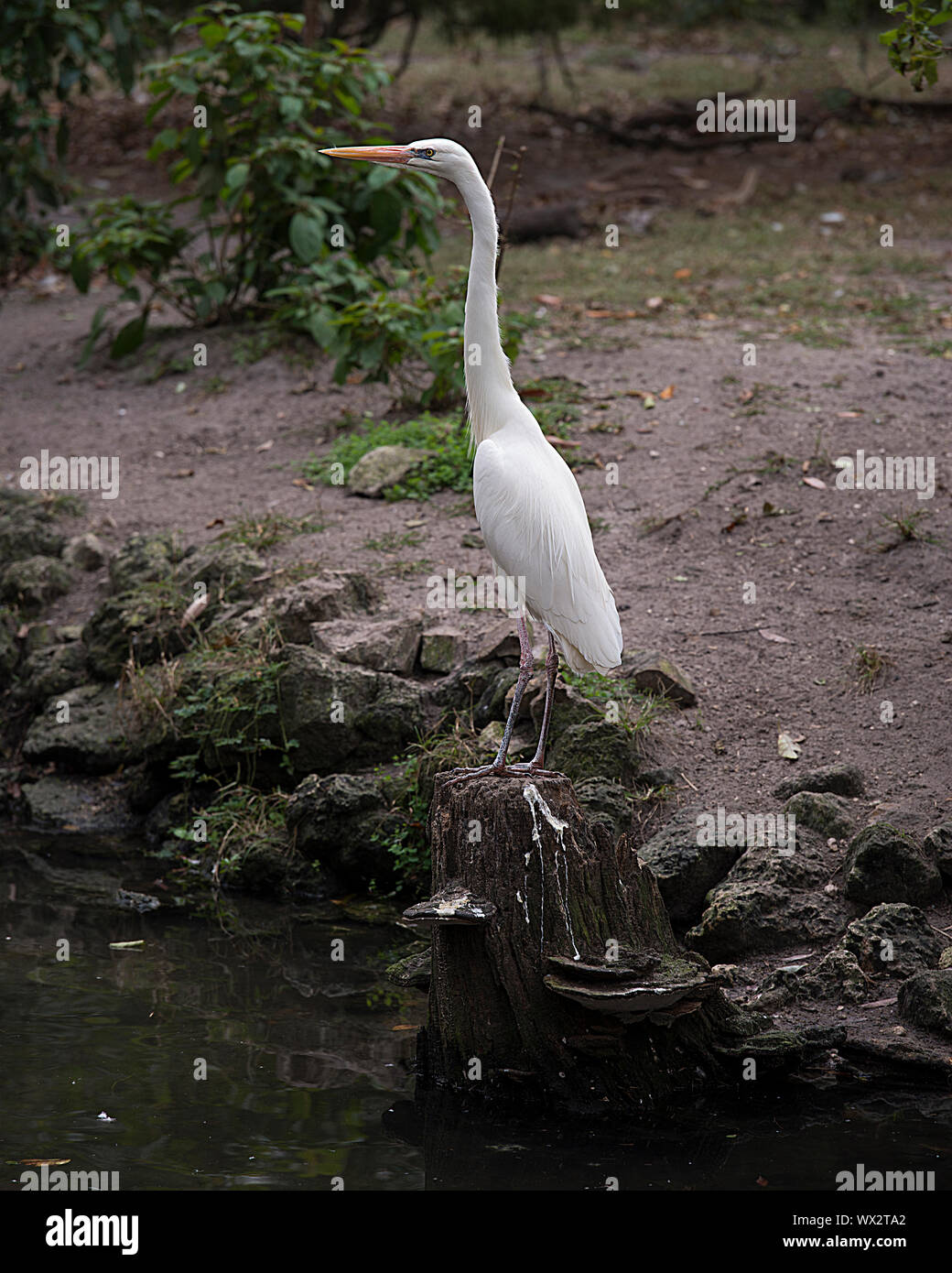 White Heron Vogelbeobachtung in seiner Umgebung. Stockfoto