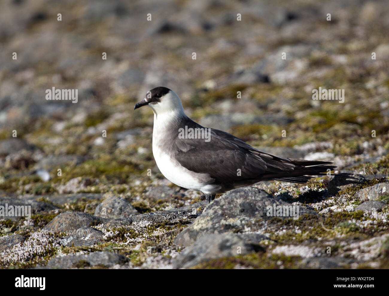 Schmarotzerraubmöwe. Nach Licht morph. Stockfoto
