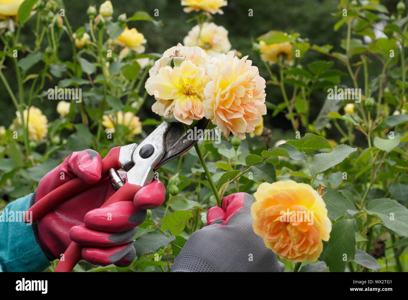 Rosa 'Molineux'. Kupplungsdrucköl Rosen mit gartenschere zu verlängern, blüht den ganzen Sommer. Stockfoto