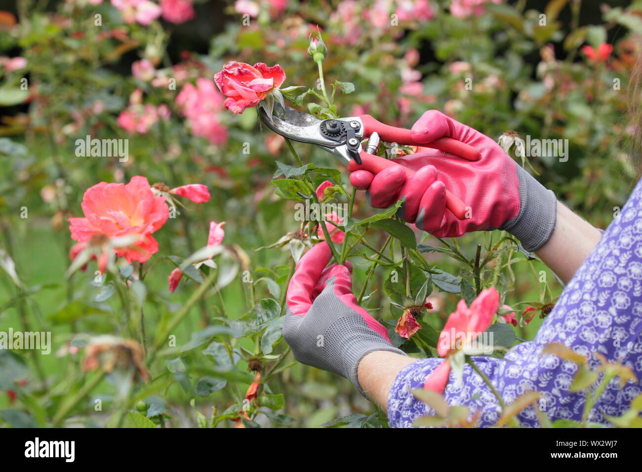 Rosa 'Alexander'. Kupplungsdrucköl Rosen mit gartenschere zu verlängern, blüht den ganzen Sommer. Stockfoto