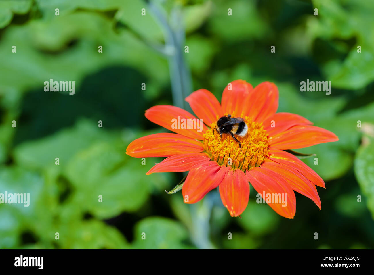 Tithonia diversifolia oder Mexikanische Sonnenblume mit bumlebee auf es Stockfoto