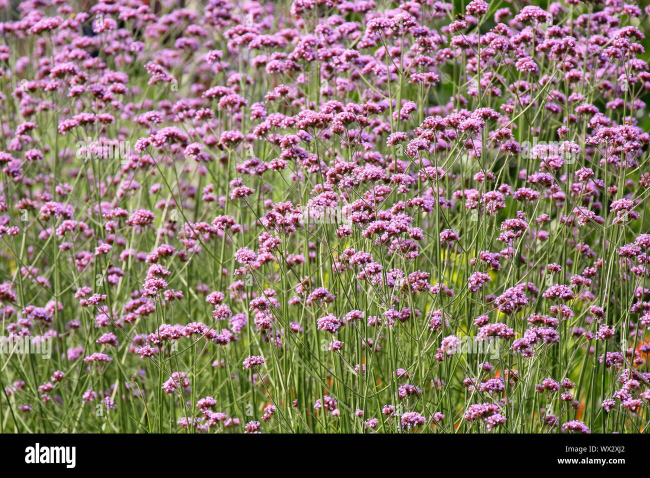 Verbena bonariensis Blüte im Spätsommer Grenze Stockfoto