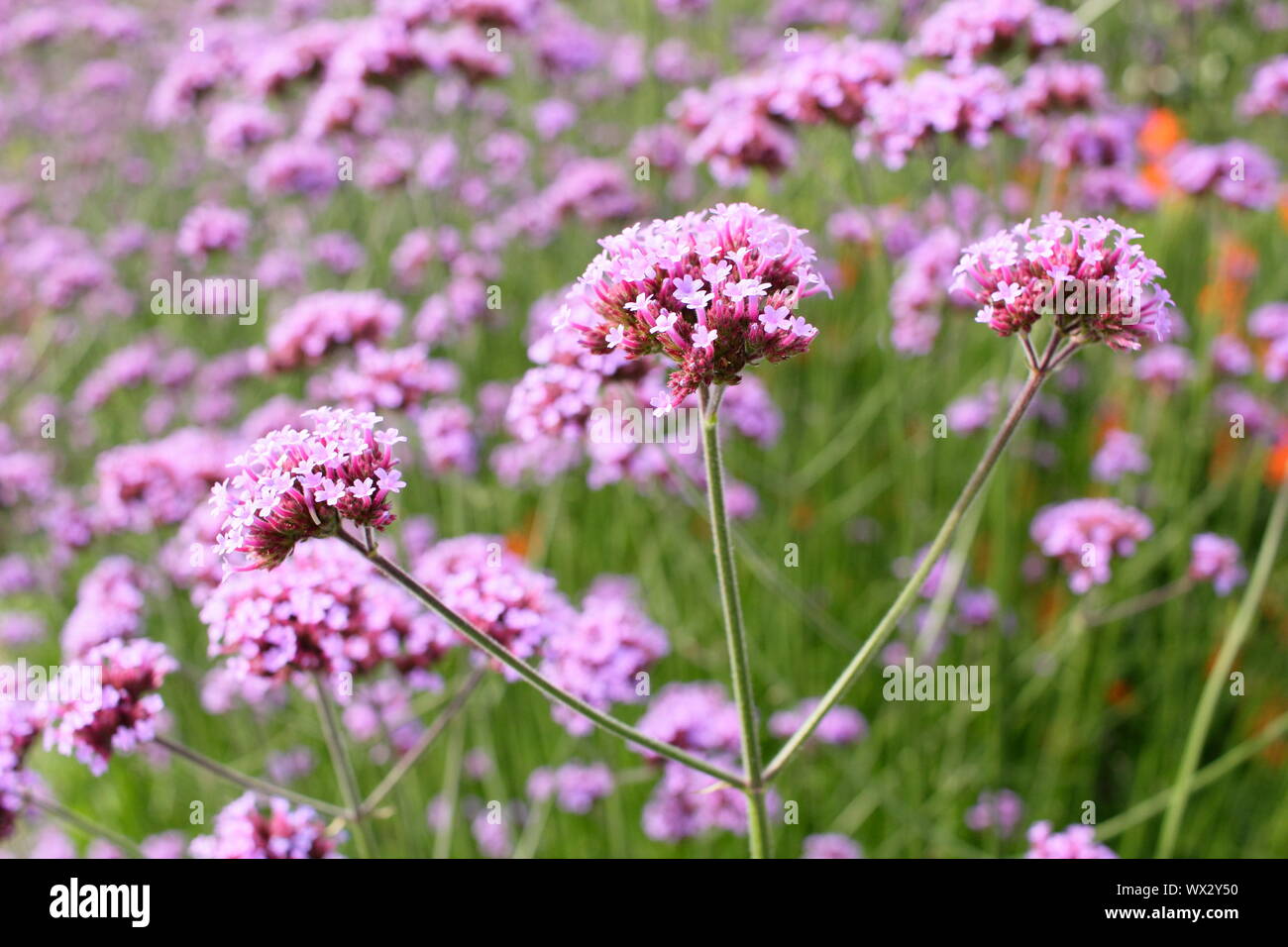 Verbena bonariensis Blüte im Spätsommer Grenze - gegen Crocosmia Stockfoto