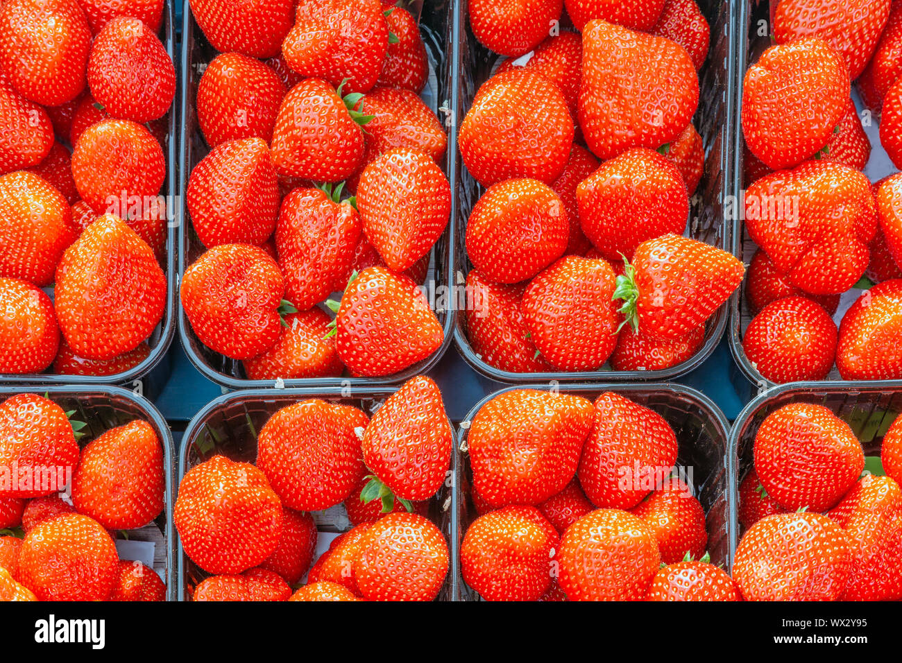 Frische Erdbeeren bereit für den Verkauf an den niederländischen Markt vegatable Stockfoto