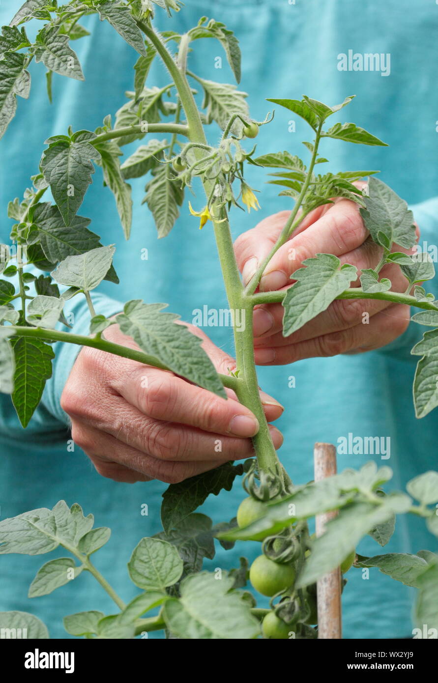 Solanum Lycopersicum. Die Quetschen die Seitentriebe auf einem Cordon gewachsen Tomatenpflanze starkes Wachstum zu fördern. Stockfoto