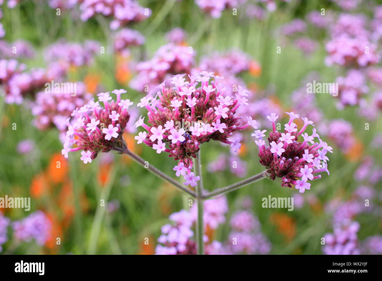 Verbena bonariensis Blüte im Spätsommer Grenze - gegen Crocosmia Stockfoto