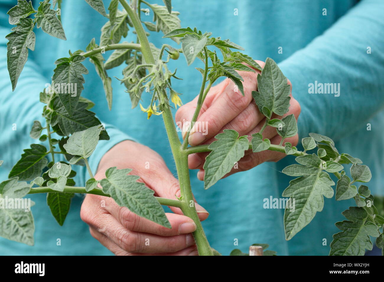 Solanum Lycopersicum. Die Quetschen die Seitentriebe auf einem Cordon gewachsen Tomatenpflanze starkes Wachstum zu fördern. Stockfoto