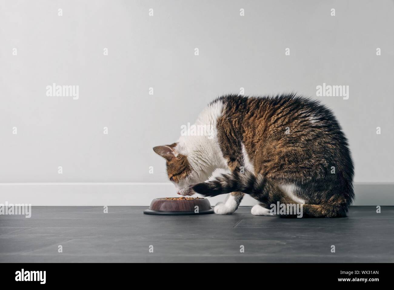 Tabby Katze gegessen aus einer Schale. Profil ansehen Mit kopieren. Stockfoto