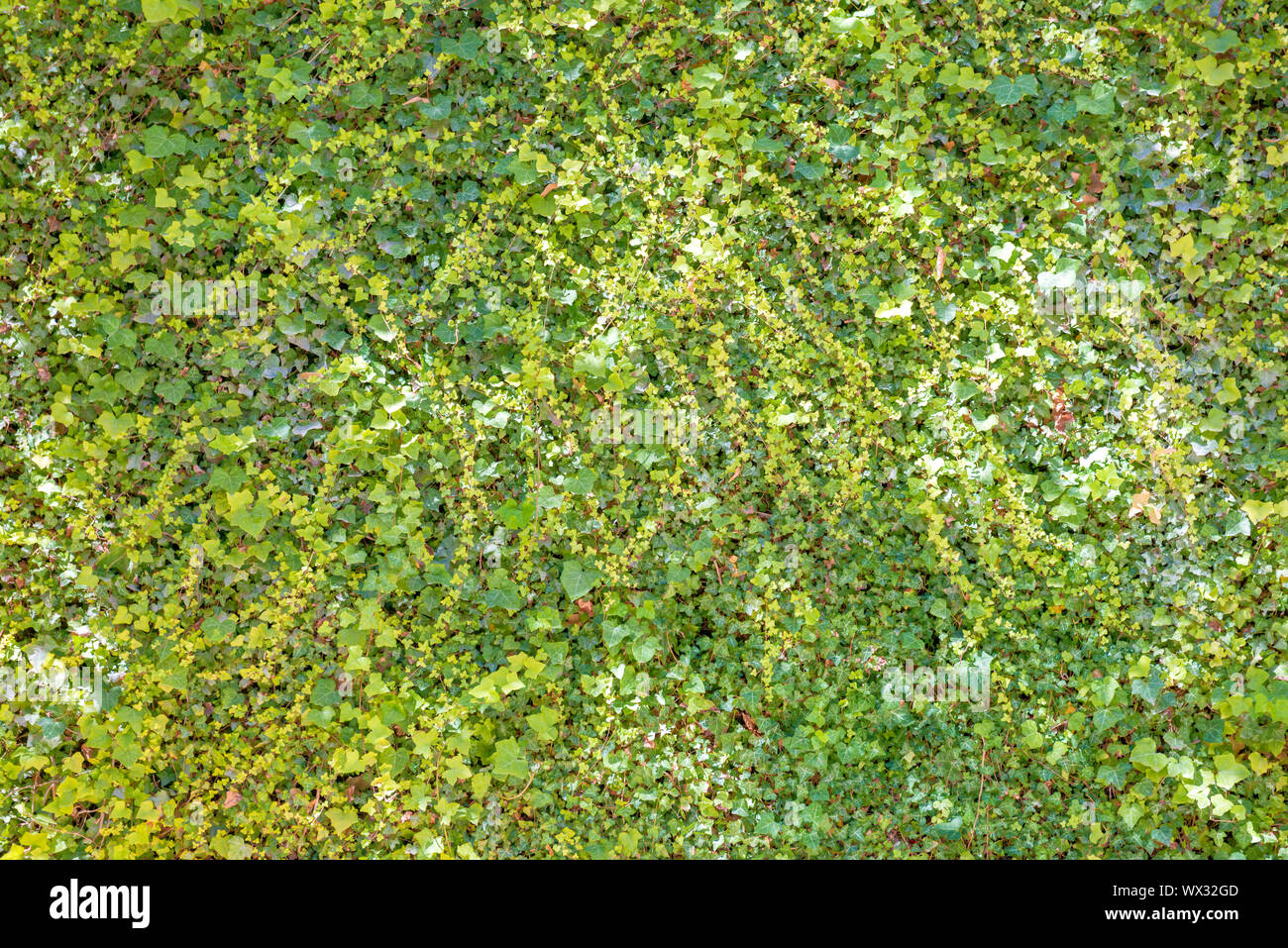 Grüne Blätter Textur Stockfoto