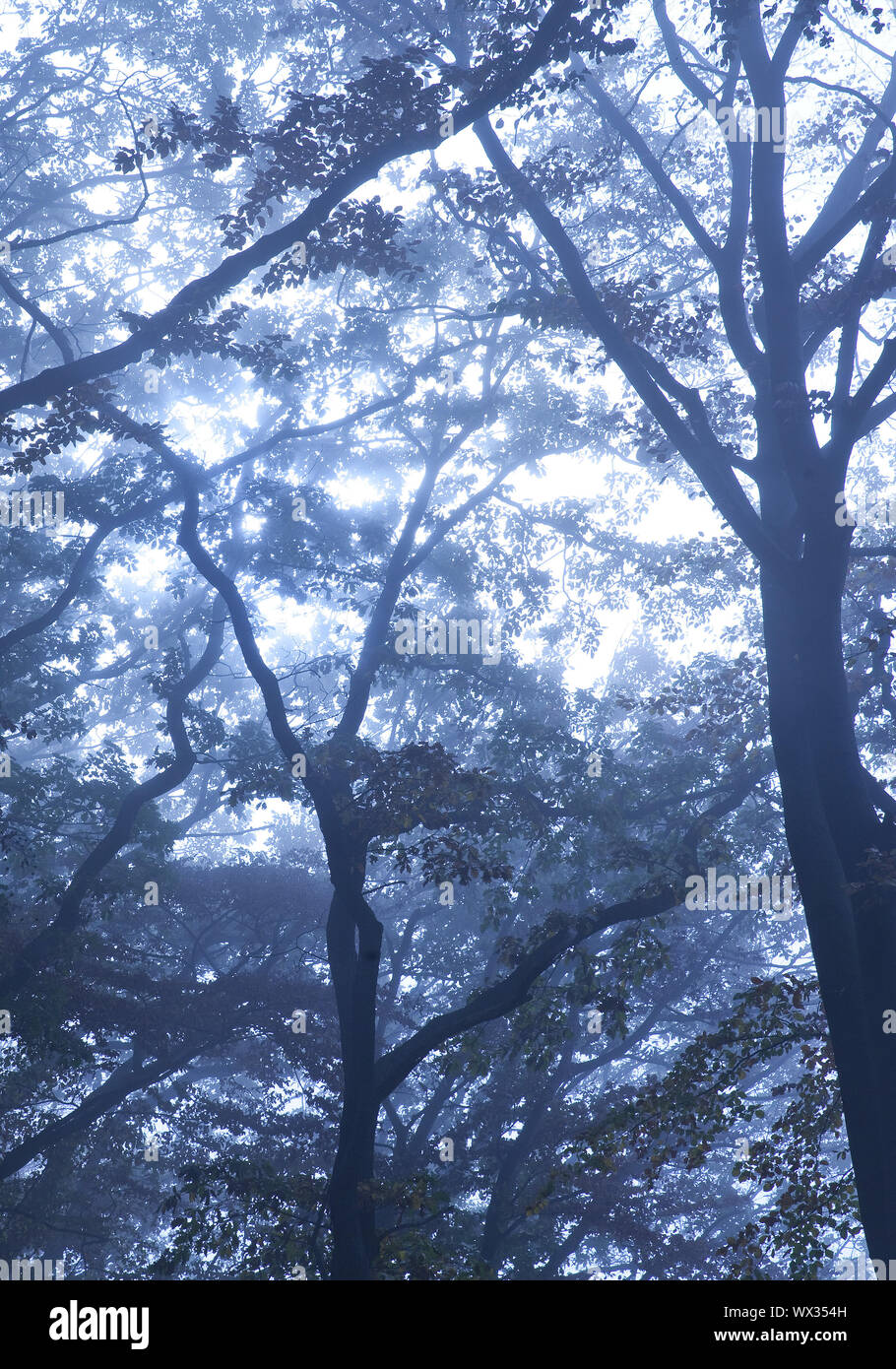 Geheimnisvolle Nebel Wald Landschaft in der Morgendämmerung, Witten, Nordrhein-Westfalen, Deutschland, Europa Stockfoto