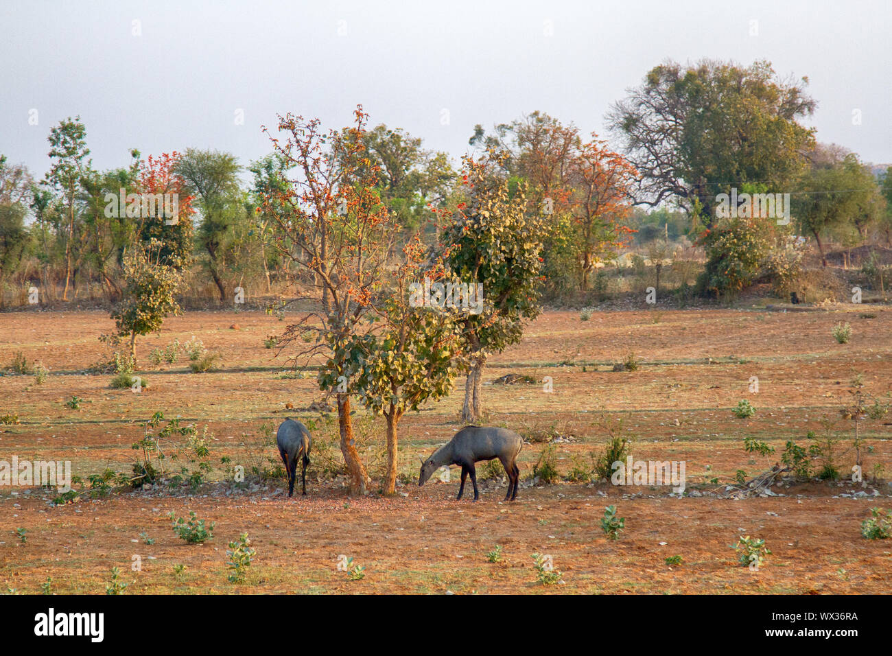 Nilgau Antilopen auf verlassenen Ackerflächen mulberry Essen Stockfoto