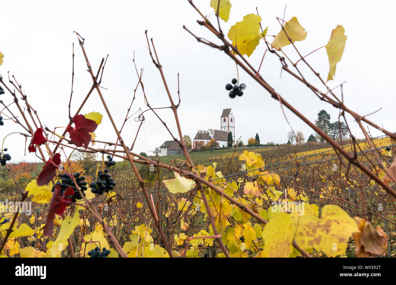 Goldenen Weinreben mit reif süß Pinot Noir Trauben und ein weißes Land, Kirche im Hintergrund Stockfoto