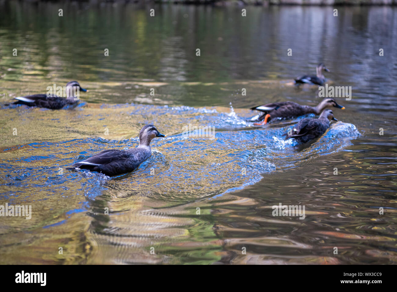 Close-up wilde Enten (östliche Spot-billed Duck) schwimmen im Wasser in sonniger Tag. Geibi Schlucht, Suzuka, Iwate Präfektur, Japan Stockfoto