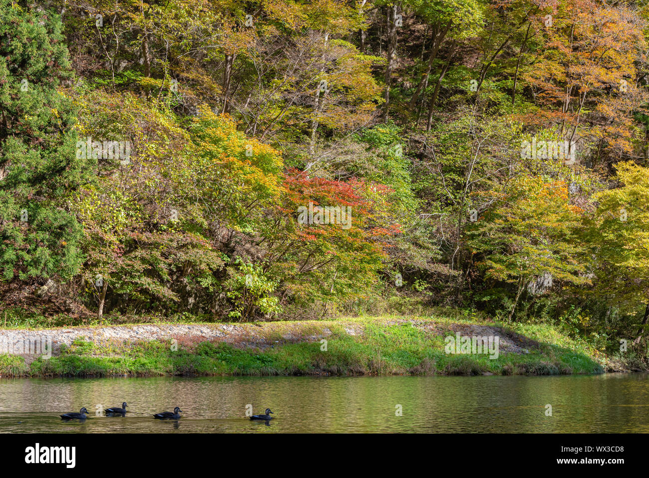 Geibi Schlucht (Geibikei) Herbstlaub Landschaft in sonniger Tag. Viele wilde Enten in der Schlucht und Sie scharen sich um auf der Suche nach Essen Stockfoto