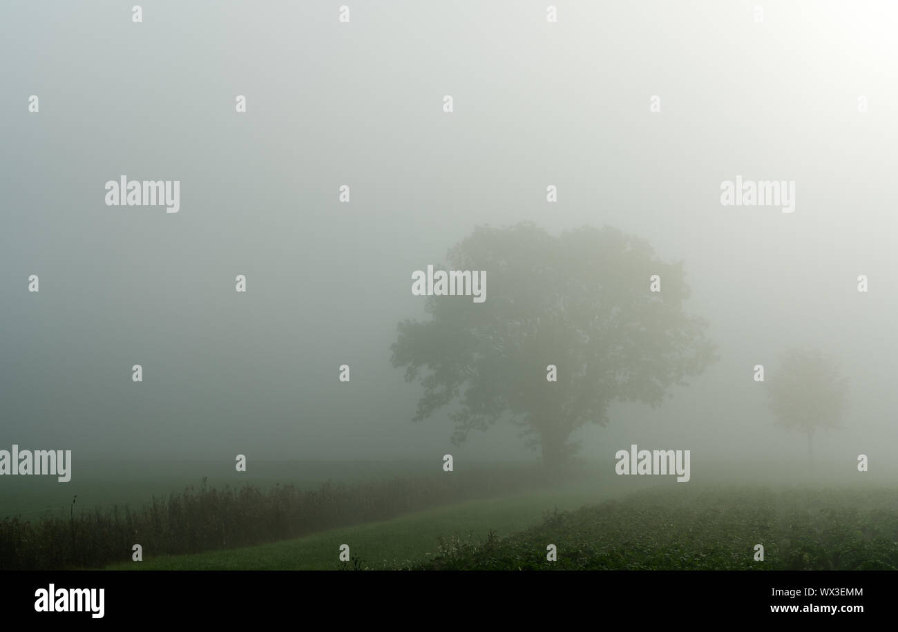 Feld- und Baum foggy idyllische Landschaft in der Landschaft Stockfoto