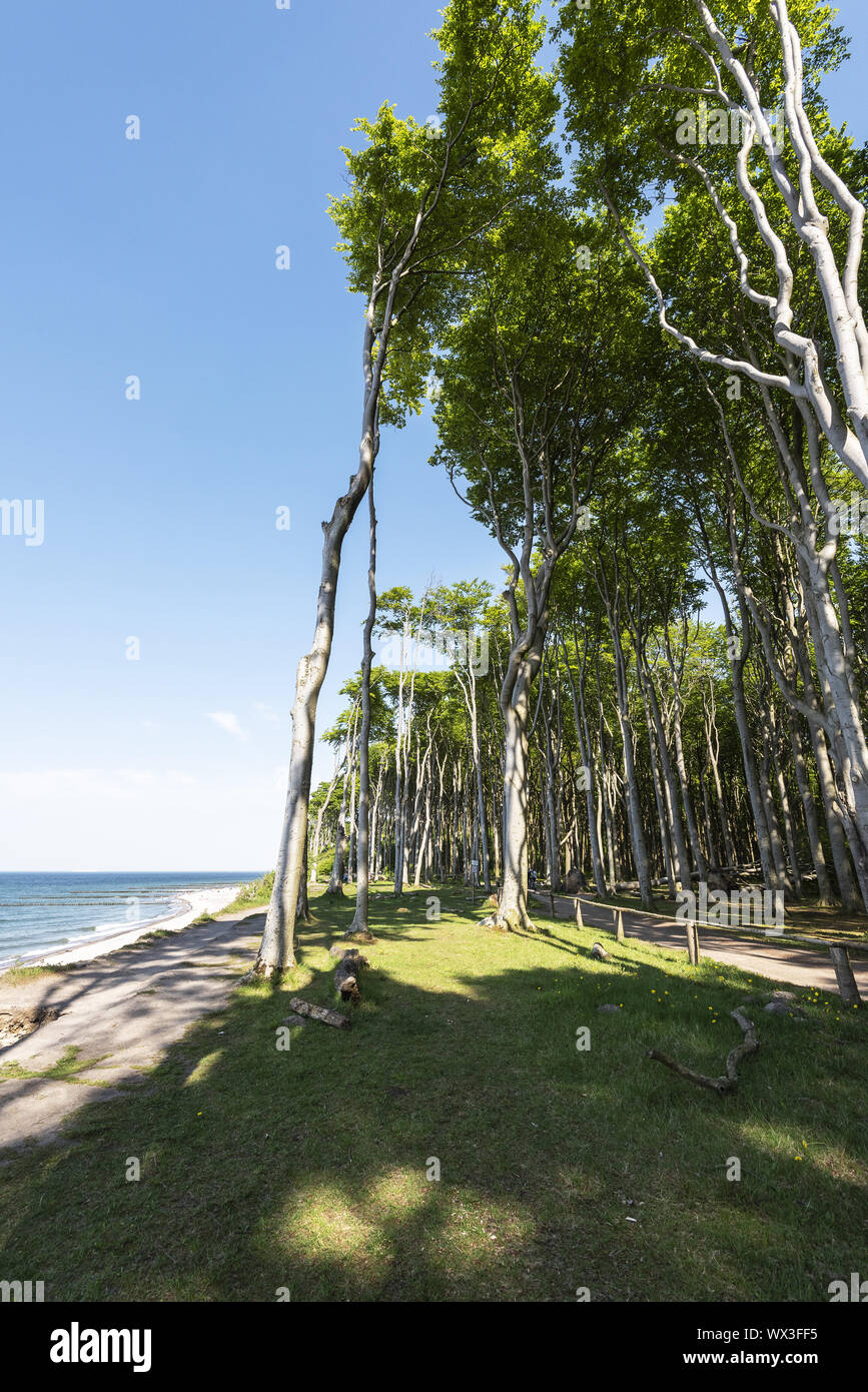 Gespensterwald, Küste, Ostsee, Nienhagen, Mecklenburg-Vorpommern, Deutschland, Europa Stockfoto