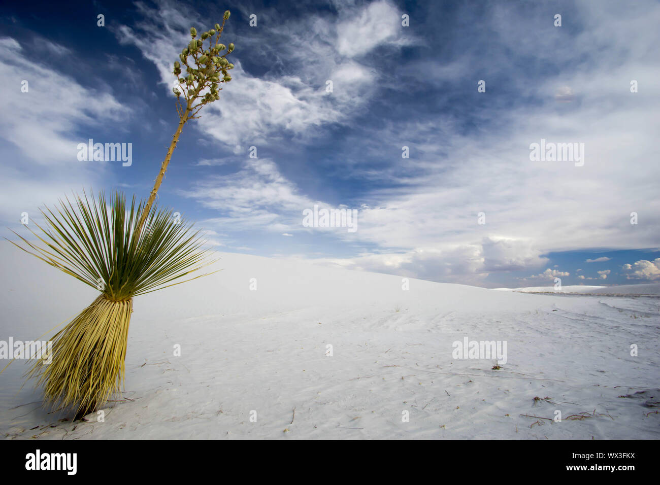 Yucca Pflanze im weissen Sand der Wüste Stockfoto