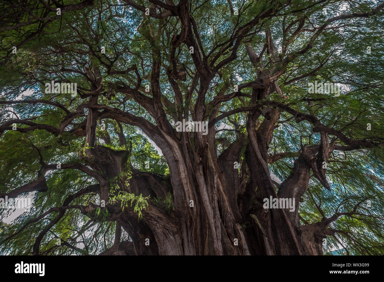 Arbol del Tule, ein riesiger heiliger Baum in Tule, Oaxaca, Mexiko Stockfoto