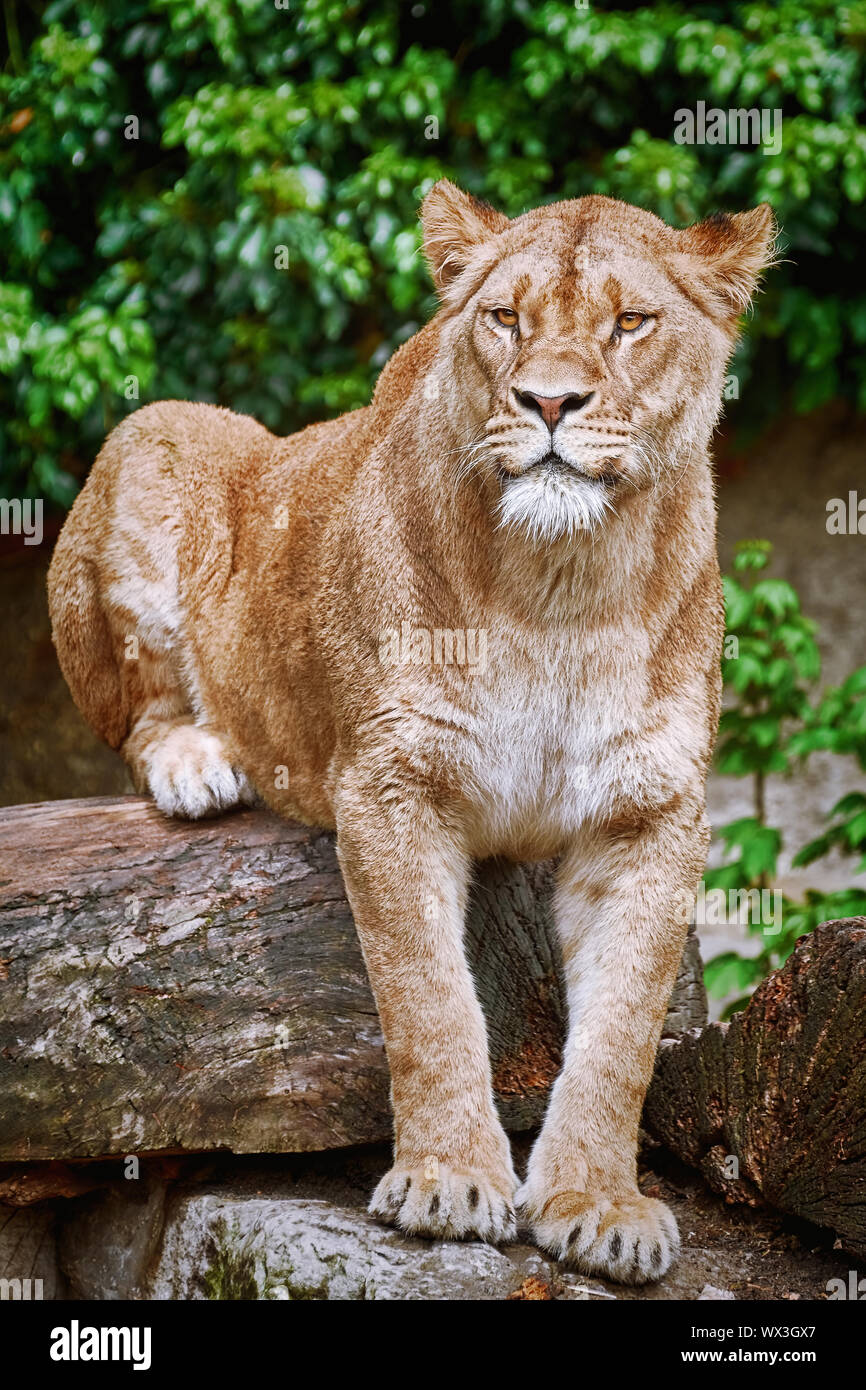 Löwin auf der Log Stockfoto