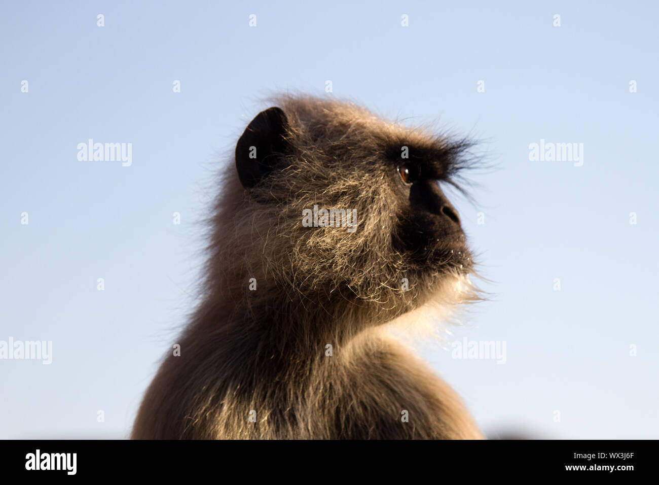 Langur affe Portrait gegen den klaren Nachthimmel. Stockfoto