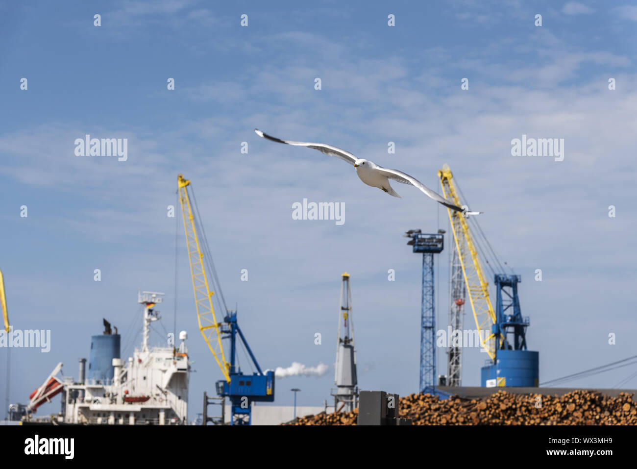 Fliegende Möwe, Überseehafen, Wismar, Mecklenburg-Vorpommern, Deutschland, Europa Stockfoto
