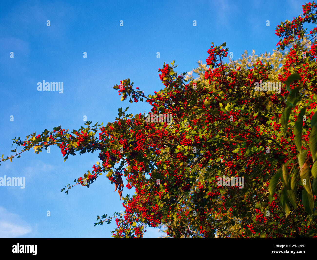 rowan mit Beeren Stockfoto