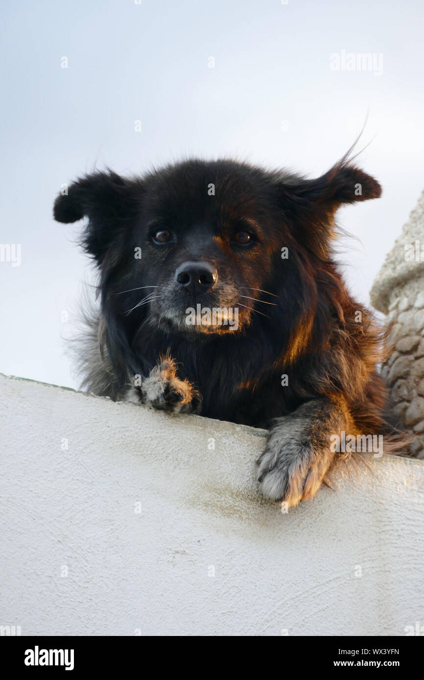Foto Bild eines Hundes Stockfoto