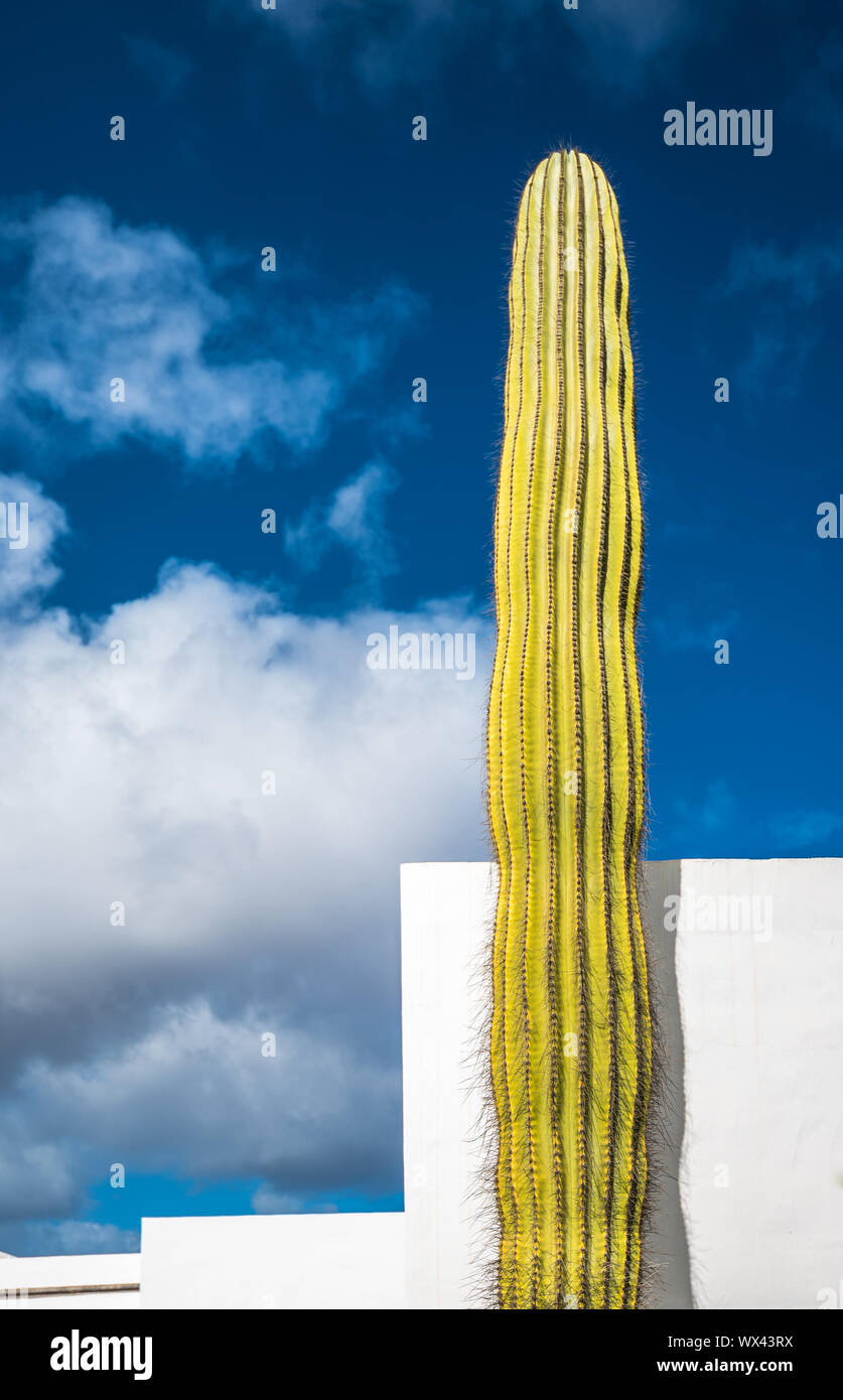 Riesigen Kakteen über blauen Himmel, Lanzarote, Kanarische Inseln, Spanien Stockfoto