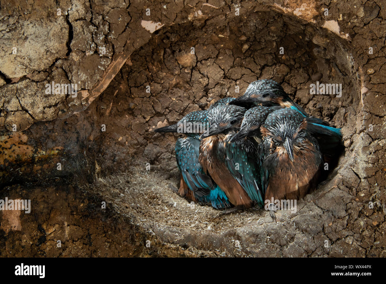 Der Eisvogel (Alcedo atthis) innerhalb der Verschachtelung Kammer Stockfoto