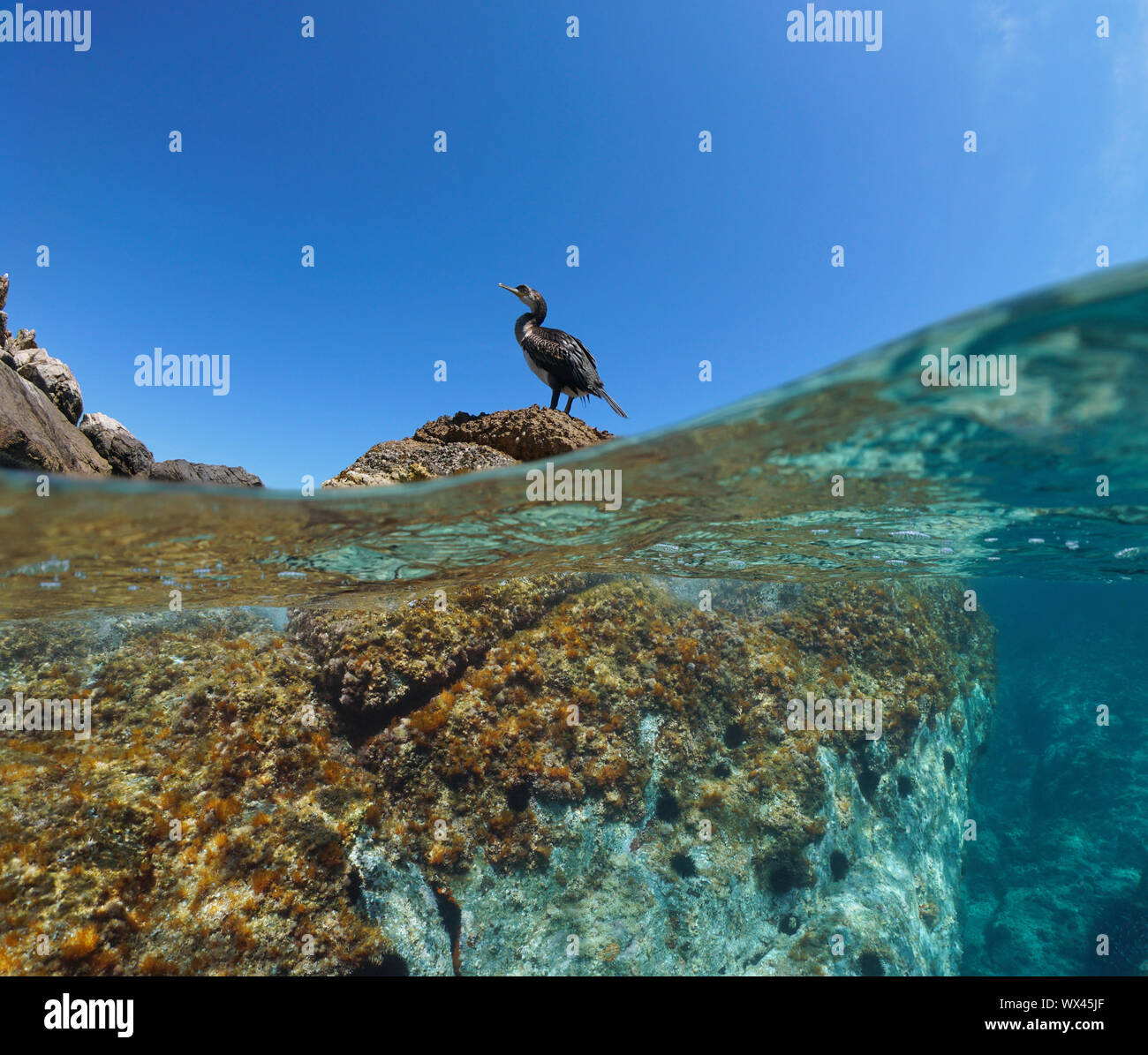 Ein Kormoran Vogel auf einem Felsen, geteilte Ansicht oberhalb und unterhalb der Wasseroberfläche, Mittelmeer, Spanien, Balearen, Ibiza Stockfoto