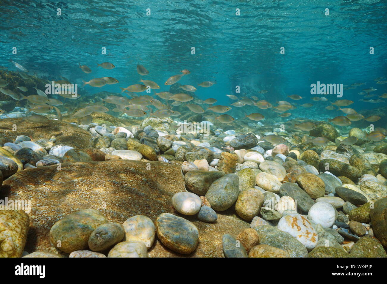 Unterwasser Schule des Fisches Sarpa salpa mit Steinen und Felsen im flachen Wasser im Mittelmeer, Spanien, Costa Brava, Katalonien Stockfoto
