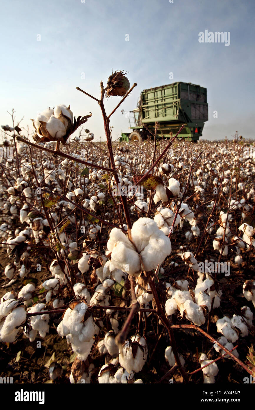 Cotton Field. Eine Baumwolle Harvester im Hintergrund. Stockfoto