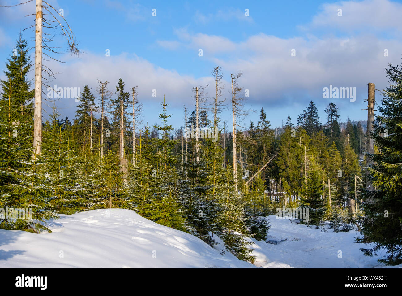 Nationalpark Harz im Winter Oderteich Stockfoto