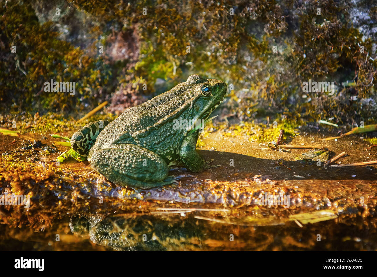 Der Pool Frosch Stockfoto