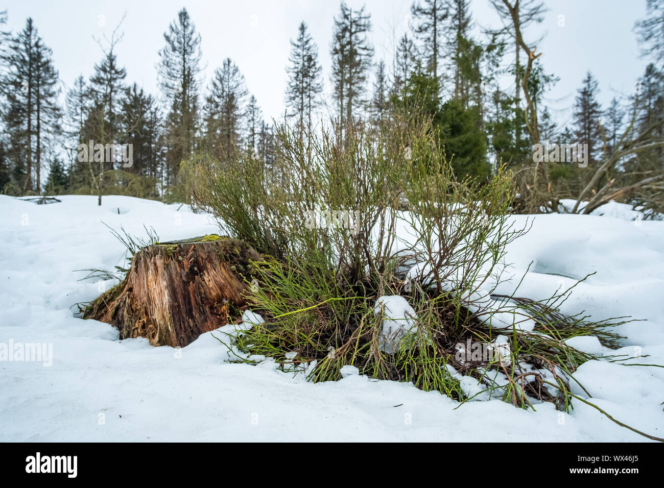 Nationalpark Harz im Winter Oderteich Stockfoto