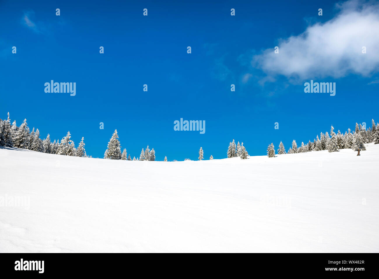 Winter Pinien im Schnee Stockfoto