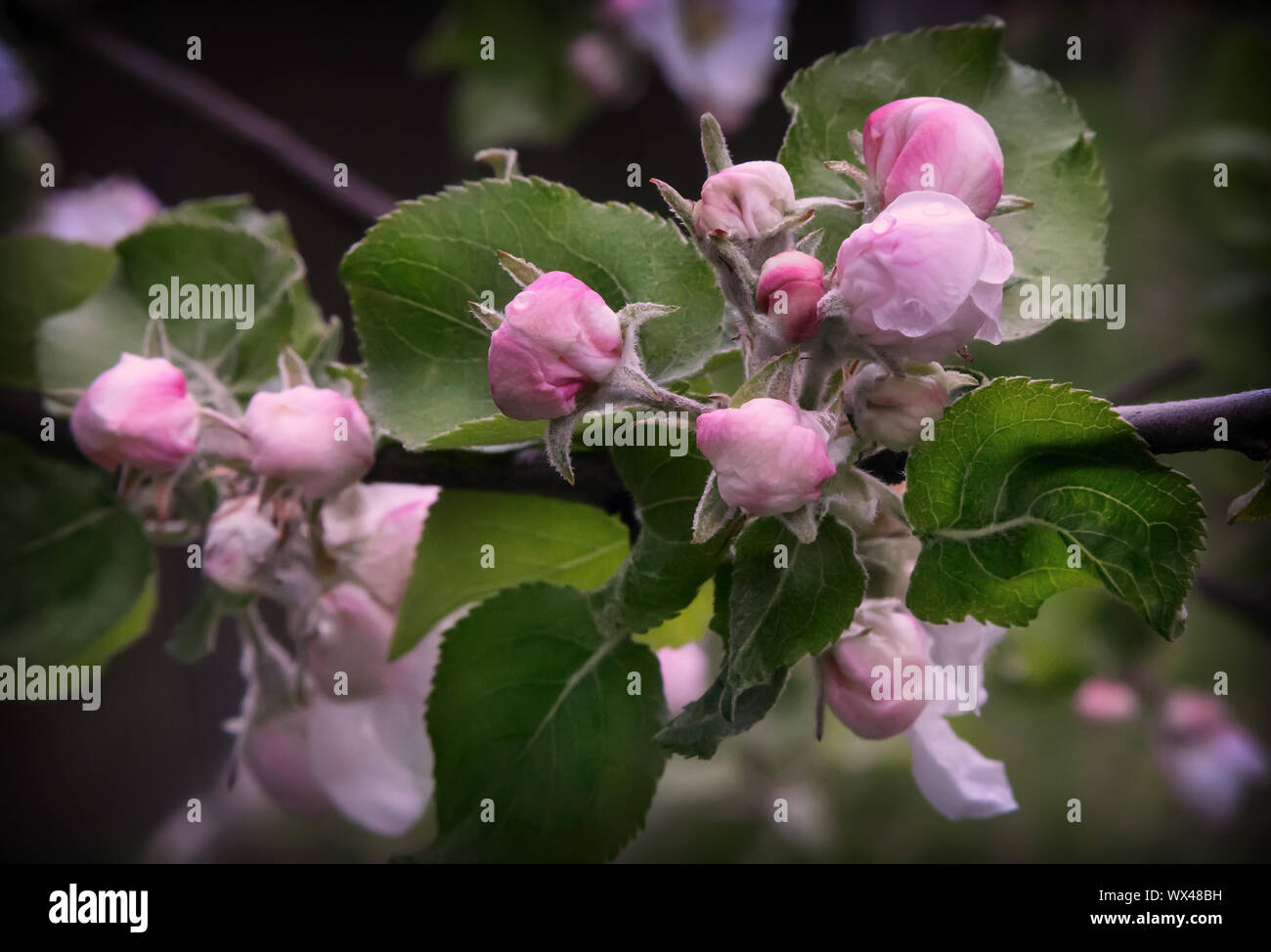 Blütenknospen von Apple auf einem Ast. Stockfoto