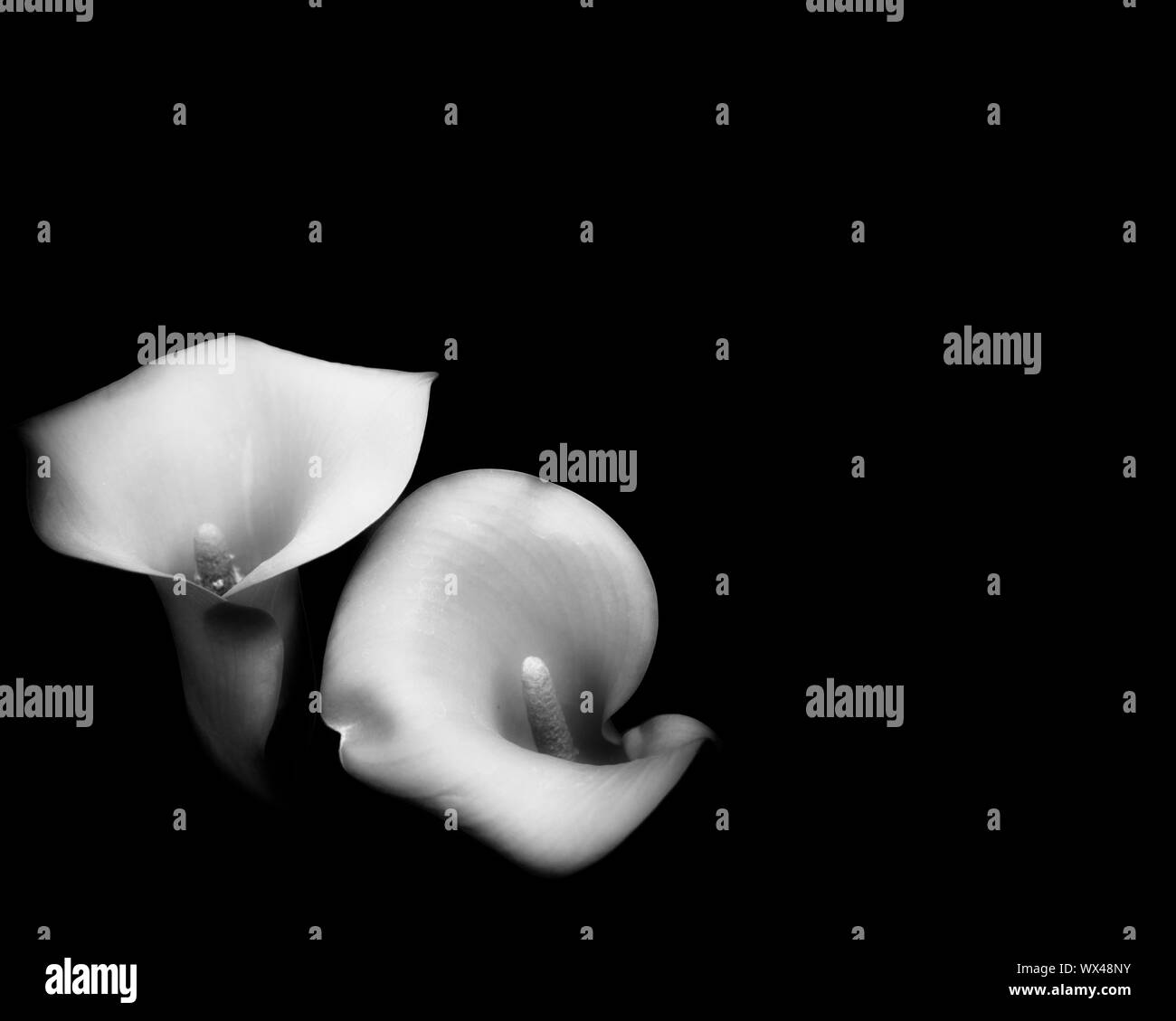 Zwei Calla Lillies Schwarzweißkopie-Raum Stockfoto
