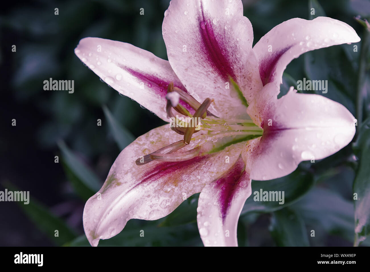Schöne Blumen Lilie auf einem Hintergrund von grünen Blättern. Stockfoto