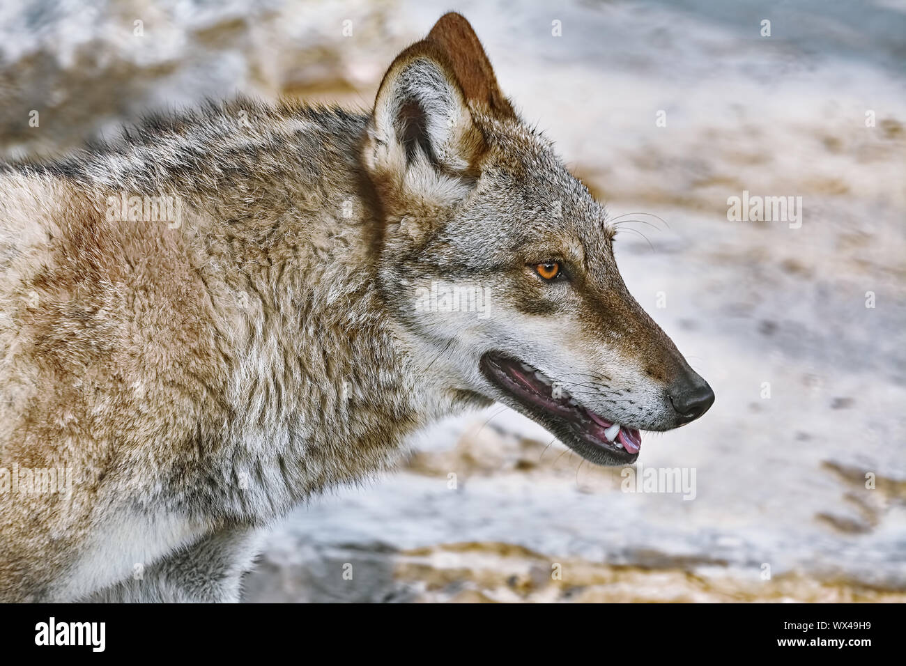 Portrait von Wolf Stockfoto