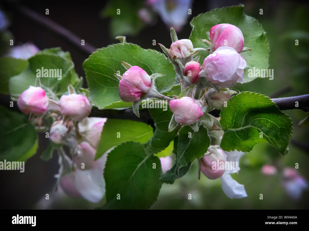 Blütenknospen von Apple auf einem Ast. Stockfoto