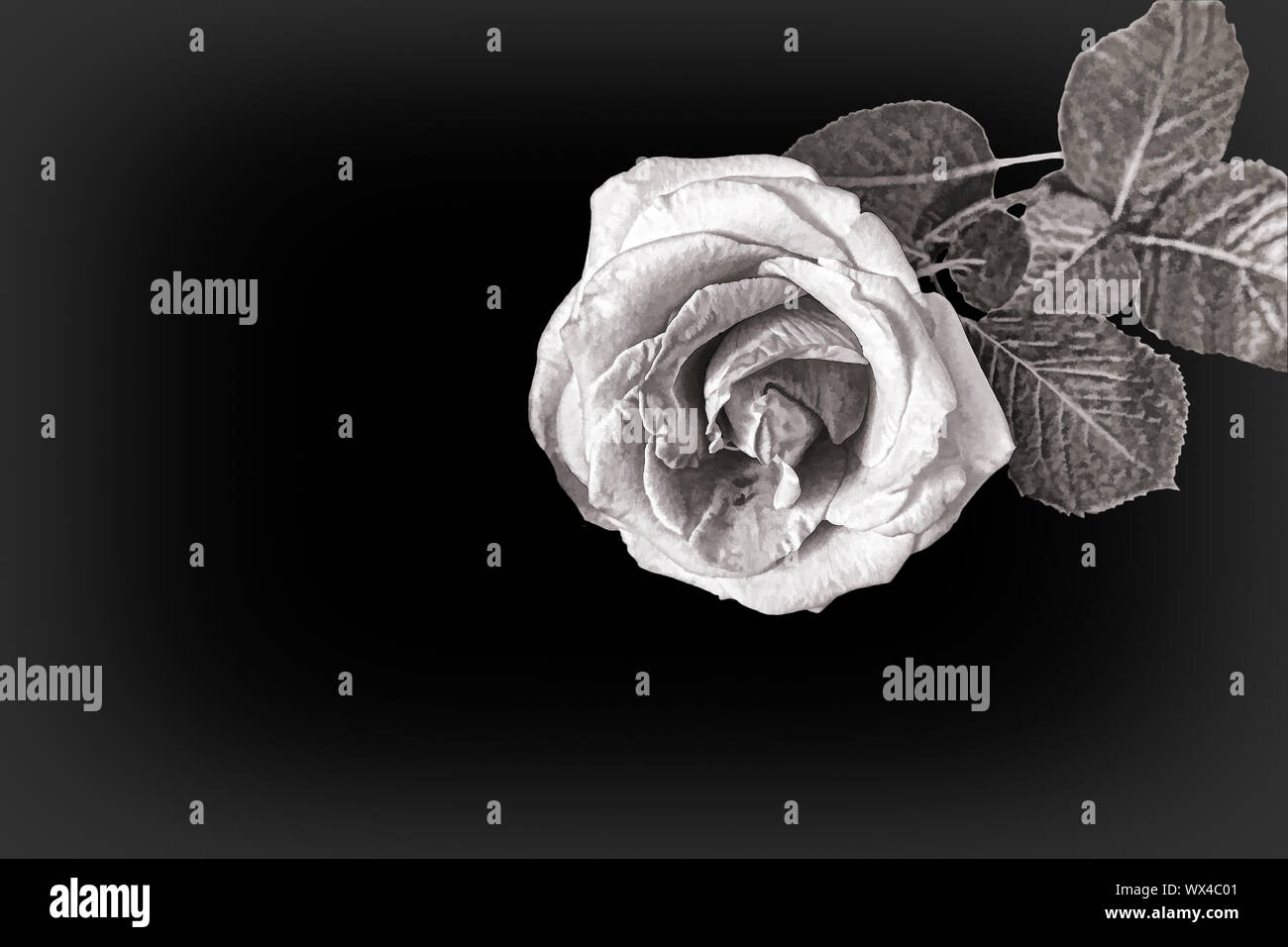 Schwarz-weiß Bild von eine schöne Rose. Stockfoto