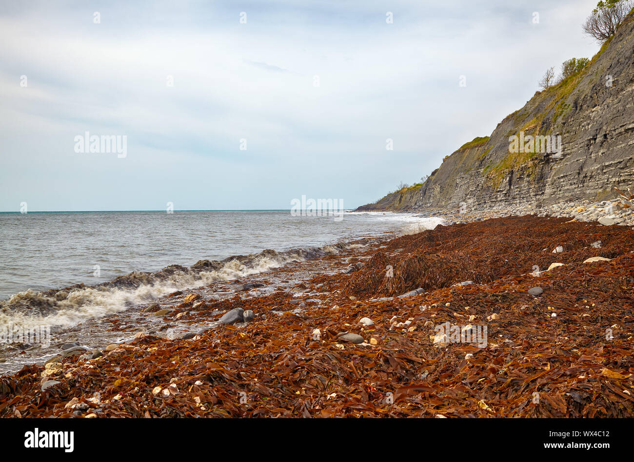 Die Küste von Monmouth Beach mit den Klippen von Liassic Felsen an Chippel Bay. West Dorset. England Stockfoto