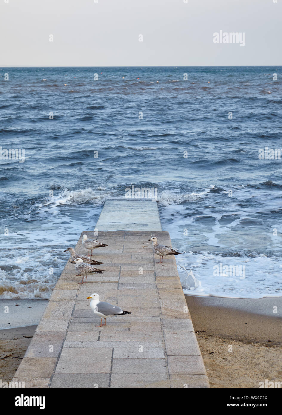 Möwen am Strand und Pier. Lyme Regis. England Stockfoto