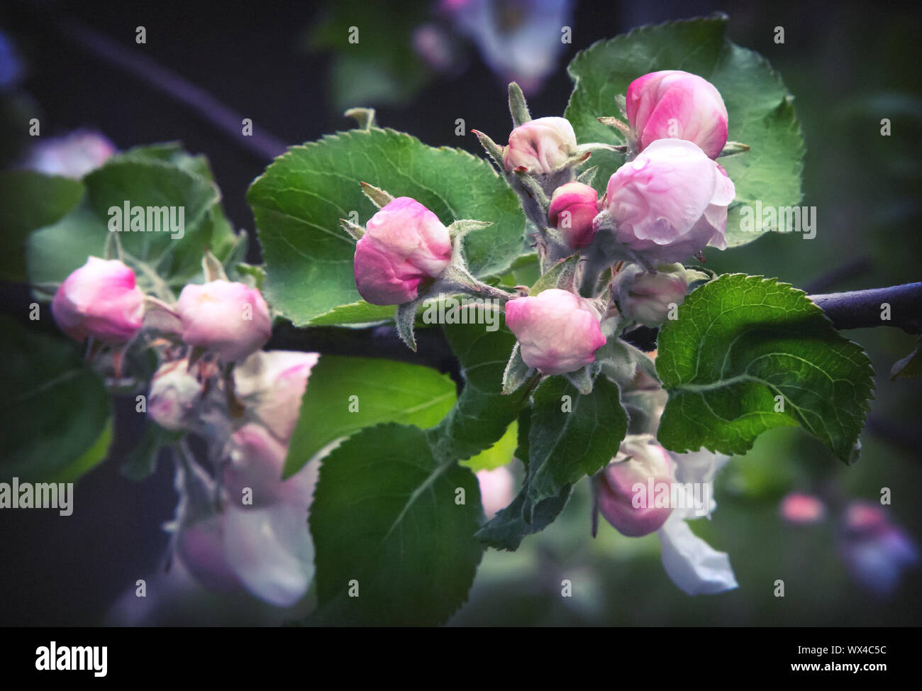 Blütenknospen von Apple auf einem Ast. Stockfoto