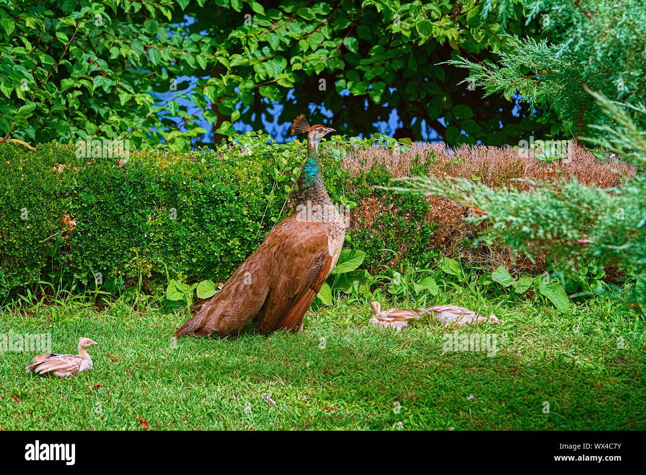 Solche mit Küken Stockfoto