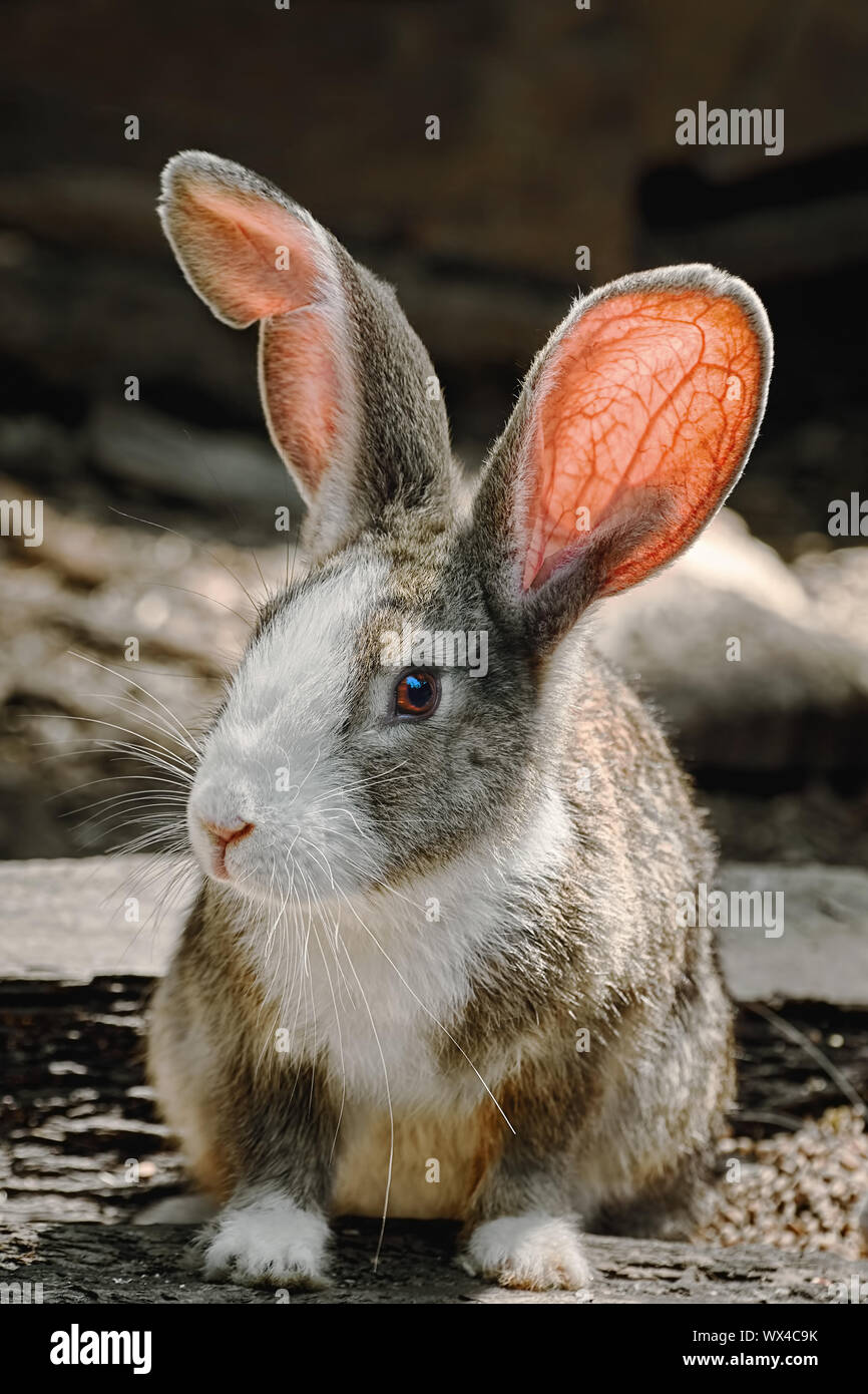 Portreit eines Kaninchens Stockfoto