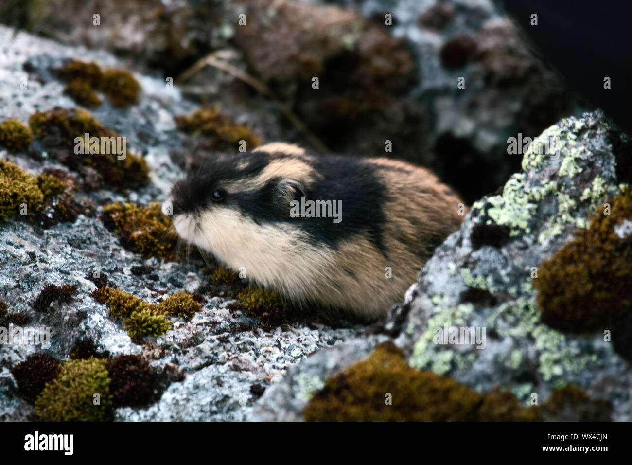 Norwegische Lemming (Lemmus lemmus) versteckt zwischen den Felsen Stockfoto